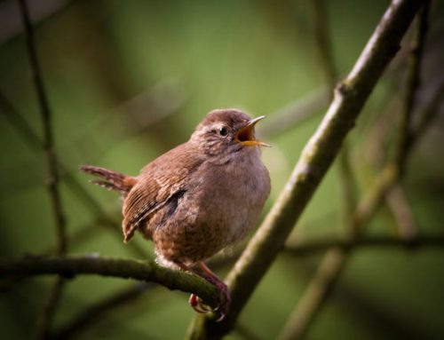 چرا این روزها پرندگان کمتر آواز می خوانند؟